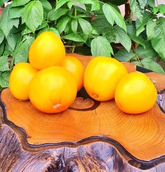 altai honey1